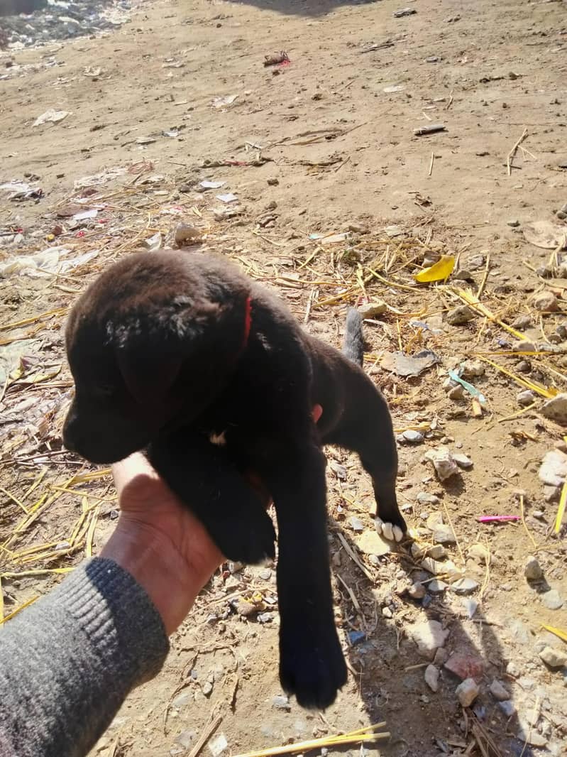 کراس لائبری کا ماں اس کی ڈگ ہے   نسل لیبرا۔ 2