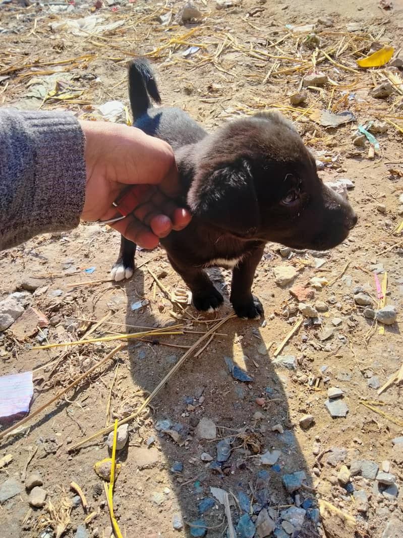 کراس لائبری کا ماں اس کی ڈگ ہے   نسل لیبرا۔ 4