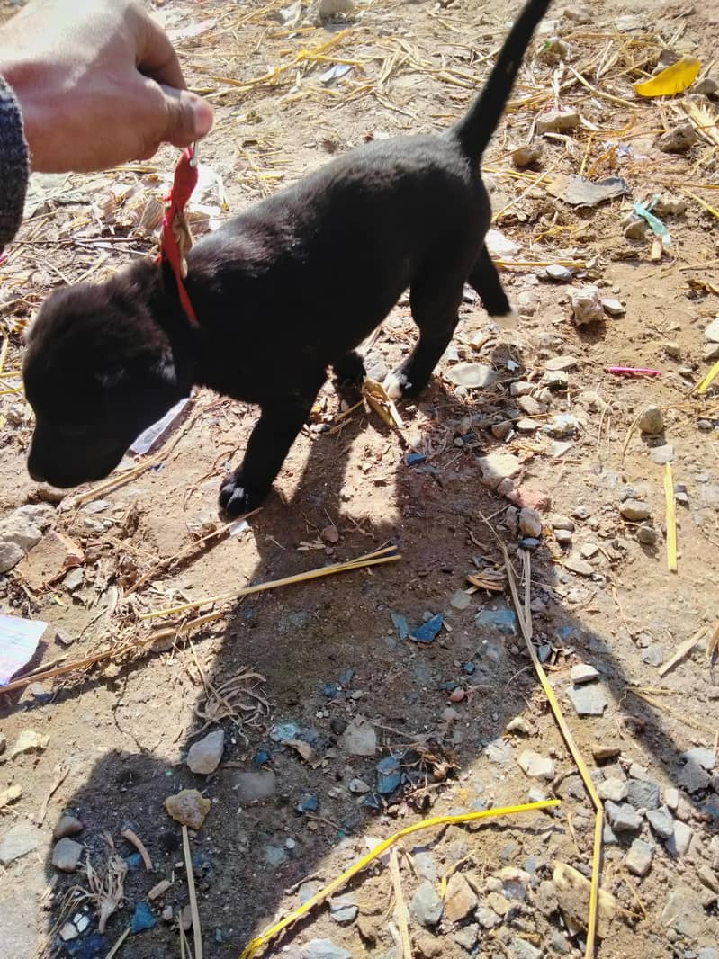 کراس لائبری کا ماں اس کی ڈگ ہے   نسل لیبرا۔ 5