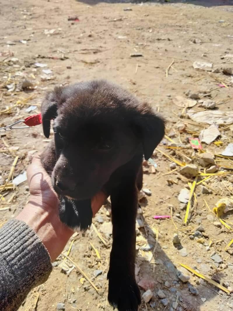 کراس لائبری کا ماں اس کی ڈگ ہے   نسل لیبرا۔ 6