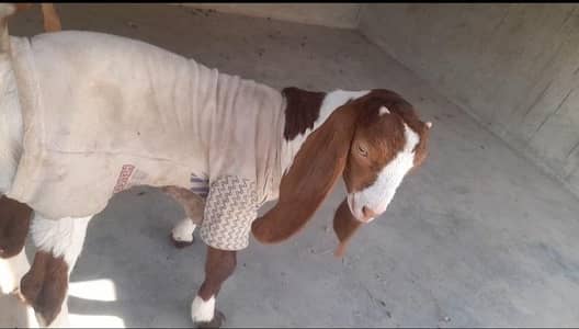 Male bakra