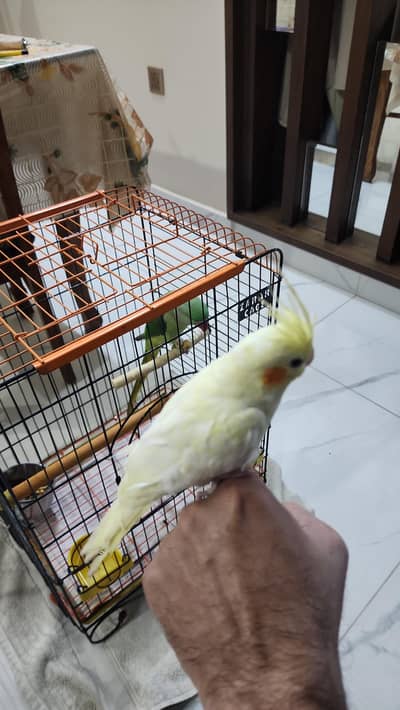 FULL HAND TAME  COCKATIEL , COCKTAIL
