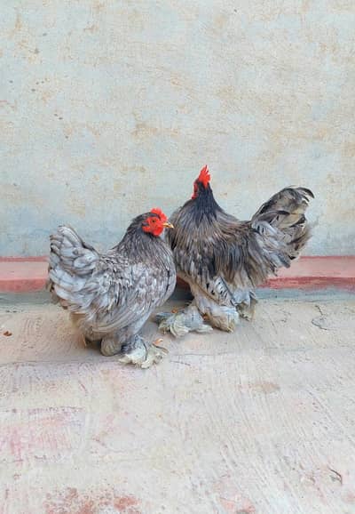 Blue mili flower pair