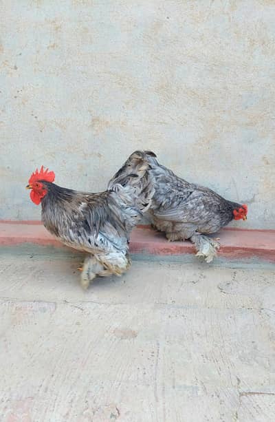 mili flower and rose comb