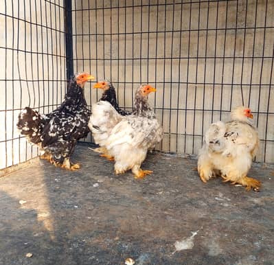 mottled bantam females