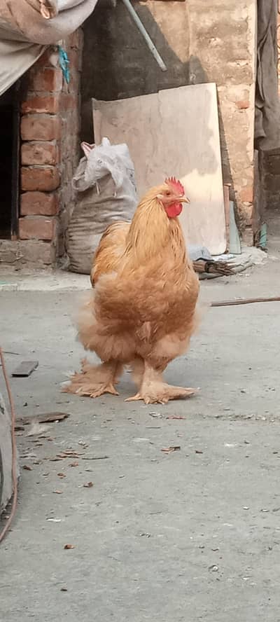 Golden buff Hen