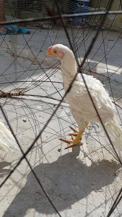 Indian Tamil nadu chicks high quality long tail dono male hai
