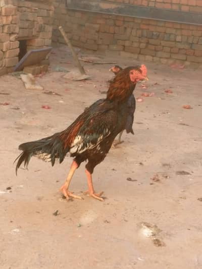 main wali breeder aseel