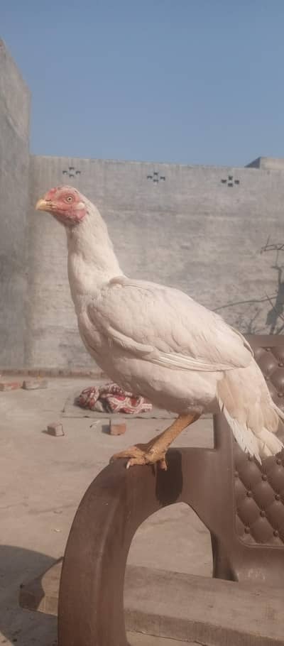 paperwhite Madi dummy nok nalli  Anu ke liye taiyar hai