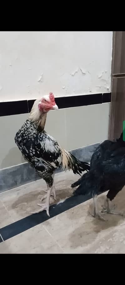 Top quality aseel pair with long tail