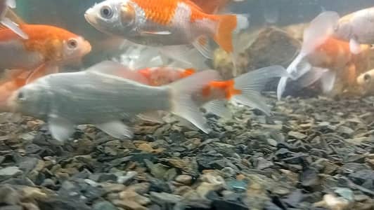 Diamond koi spunkan goldfish
