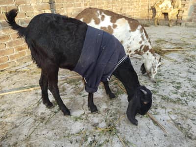 black beetal goat with female baby goat