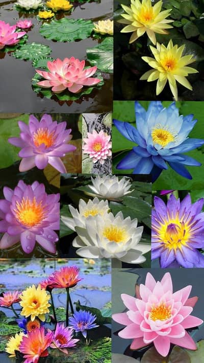 Water Growing Flower Seeds | Soil Growing Flower  seeds Home Gardening
