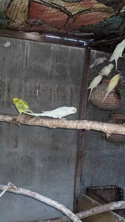 Fellow pair red eye TCB