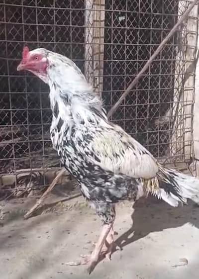 aseel cheena and chicks for sale