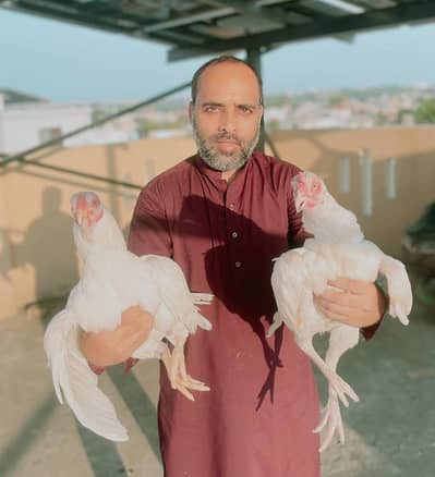 for sale best quailty. 03145171727