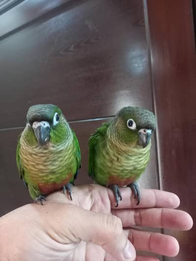 tammed conure pair available parrots