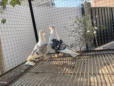 Sentinent same clutch pair