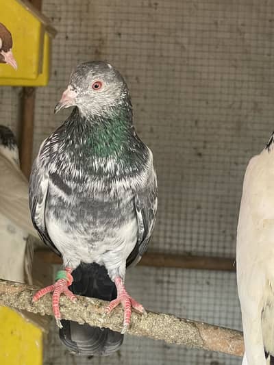 Breedar male female high flying pigeon par pcs price