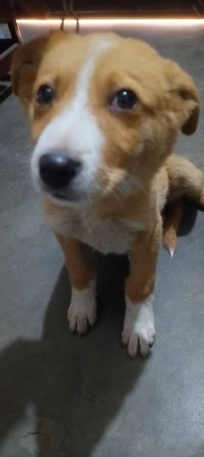 afghan Gaddy dog male age 1.5 month