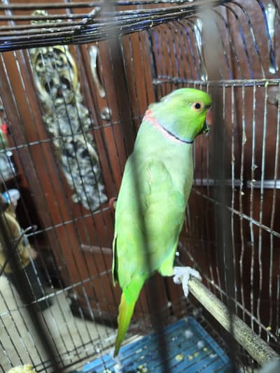 Healthy and active Ringneck