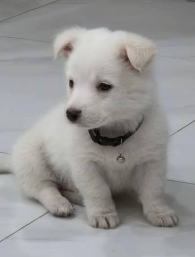 Russain Pair puppies