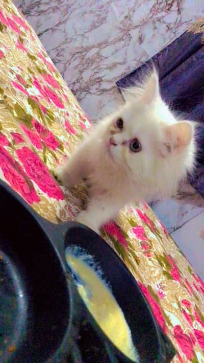 persion kittan for sale