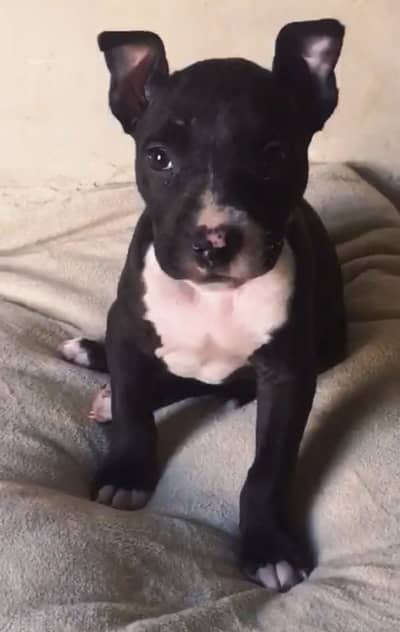 Pitbull Black bully male