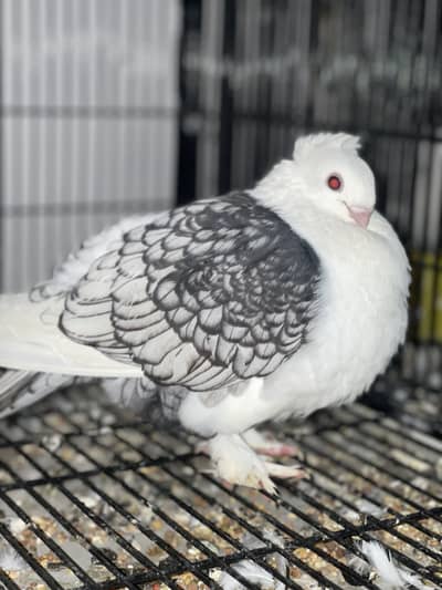 Sentinent breeder pieces