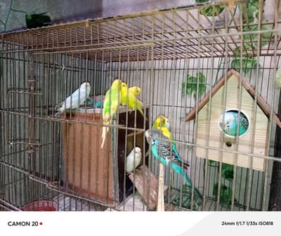 Australian budgies parrot pair home breed