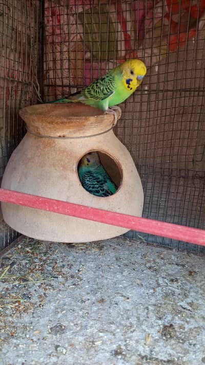budgies pathy breeder pairs available