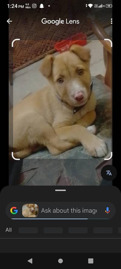 pitbull papie home trande