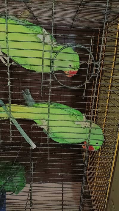Pahari breeder pair