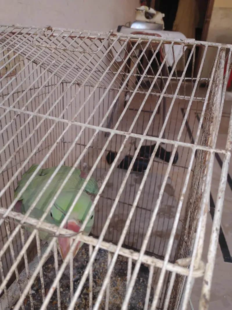 kashmiri raw pahari — photo 3
