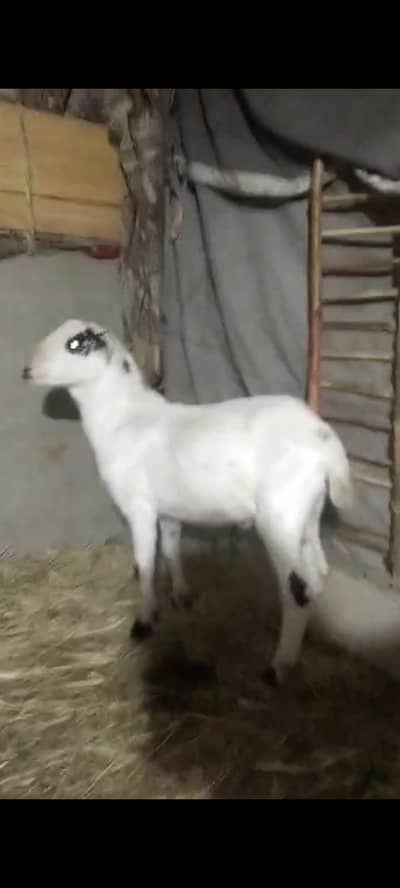 Ghar ka shoq hai qurabni ke Liye ready hai