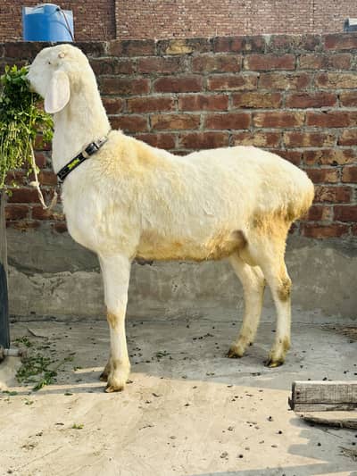 Pure white turkey Dumba