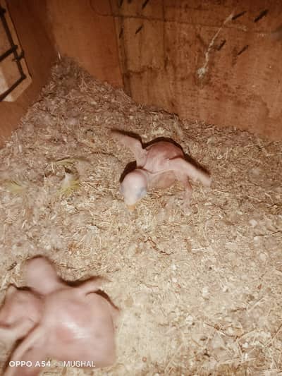 parrots chicks