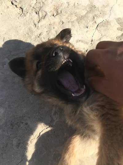 Pure belgium milonis