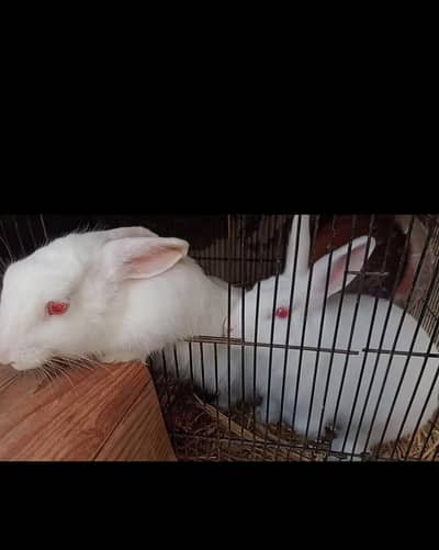 Angora Rabbits Breeder Pair A++ Quality