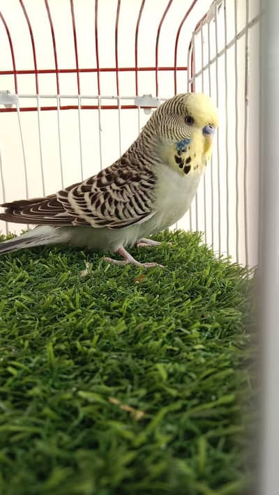 budgies contact no. 03285533122