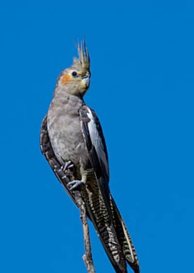 common gry and paid breeder pairs reasonable price per available hn