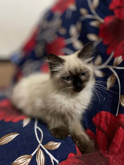 The washrooms are itchy.