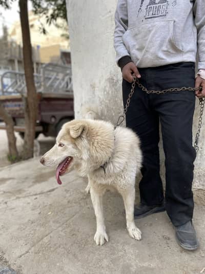 Urgent sale Husky dog owd eyes air down kr liye hai best security dog