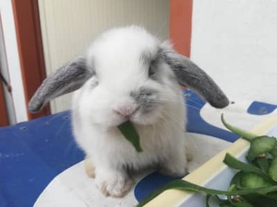 English angora bunnies(brown) bunnies