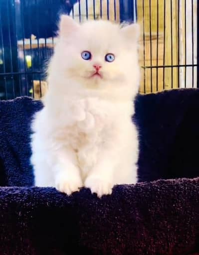 Persian cat kitten for sale my WhatsApp 03126762031