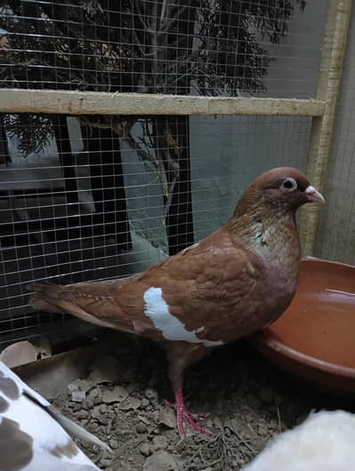 Breeder Male Pigeon