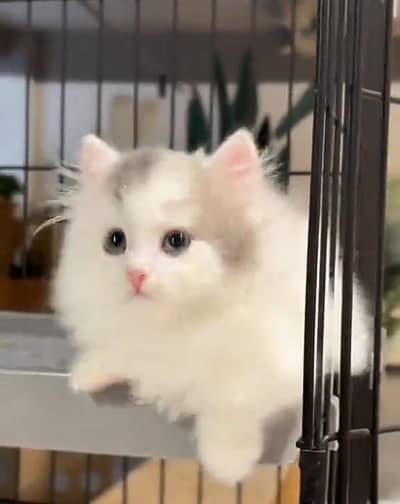 Persian cat kitten for sale my WhatsApp 03126762031