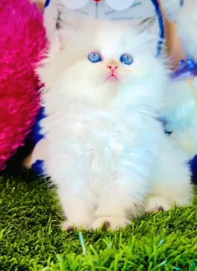 Persian cat kitten for sale my WhatsApp 03126762031