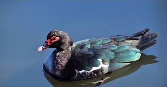 Muscovy duck female