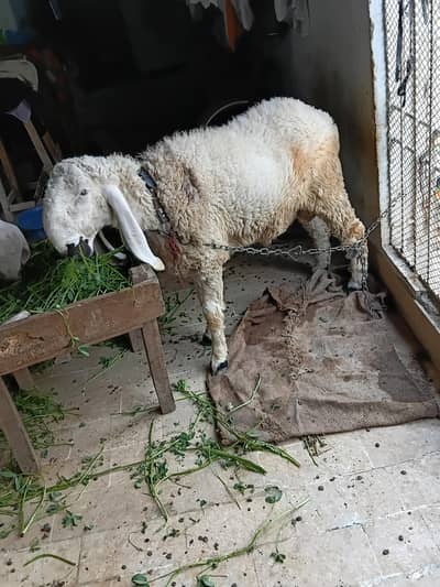 larkana dumba / bakra